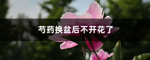 芍药换盆后不开花了，什么时候给芍药换盆