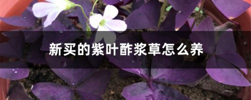 新买的紫叶酢浆草怎么养