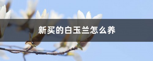 新买的白玉兰怎么养